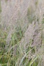 Diamond grass, Calamagrostis brachytricha, pinkish plumes